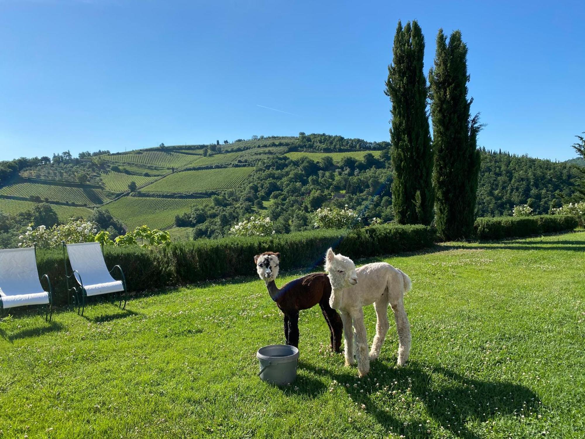 Villa Rignana Chianti Estate, Pool, Tennis,Cook Greve in Chianti Buitenkant foto